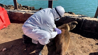 Confirmaron nuevos brotes de influenza aviar en lobos marinos en Buenos Aires y Santa Cruz