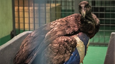 Rescatan a un cóndor andino accidentado y lo trasladan a un centro de rehabilitación