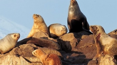 ¿Cómo es el protocolo del Senasa ante casos de influenza aviar en mamíferos marinos?