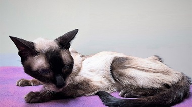 Signología clínica del paciente felino con hipertiroidismo