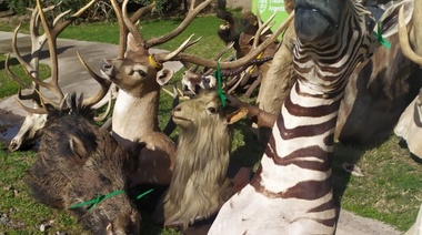 Ingresó al Congreso de la Nación Argentina el proyecto de ley para la prohibición de trofeos de caza