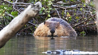 Advertencia internacional sobre la gran amenaza de las especies exóticas invasoras