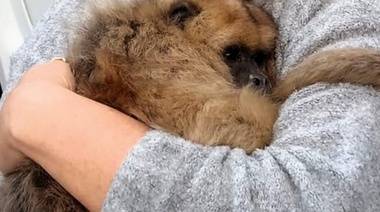 Caso de la mona Laiza: La Justicia decidió una excepción a la Ley de Fauna