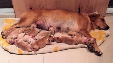 Nuevo informe científico sobre aspectos de bienestar en la cría comercial de perros y gatos