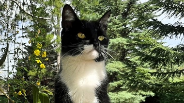 Nuevas directrices sobre peritonitis infecciosa felina