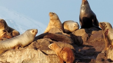 Situación epidemiológica de influenza aviar en mamíferos marinos en Argentina