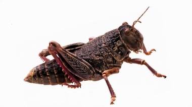 Analizan el uso de insectos como alimento balanceado para la actividad acuícola en la Patagonia