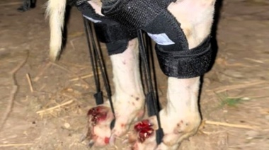 Corrector Propioceptivo