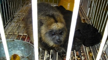 Nueva campaña #NoSoyMascota