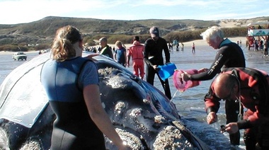 El rescate de "Garra": La historia que dio origen al Día Nacional de la Ballena Franca Austral
