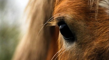 Aprueban en Ushuaia una normativa que reconoce a los caballos como seres sintientes