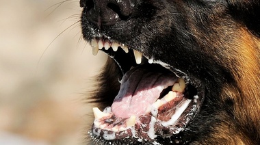 Rabia: Vacunar es prevenir