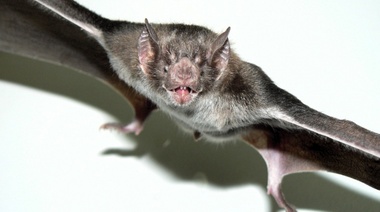 El Senasa y su rol en el control de la rabia paresiante