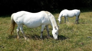Determinan nuevos factores de desregulación de la insulina equina y, por lo tanto, de riesgo de laminitis en ponis