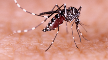 Salud busca fortalecer la prevención de las enfermedades transmitidas por el Aedes aegypti