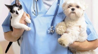 Nueva lista de medicamentos esenciales para perros y gatos