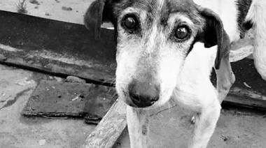 Protección de animales durante desastres y conflictos armados