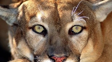 Nueva Diplomatura en Manejo de Ejemplares de la Fauna Silvestre bajo Cuidado Humano