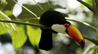 Sobre el rol de los jardines botánicos, acuarios y zoológicos en la conservación de especies