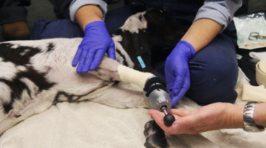 Colocan una prótesis de pie 3D a una cabra