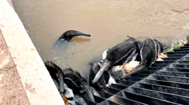 Canal de la Patria: Trampa mortal para la fauna