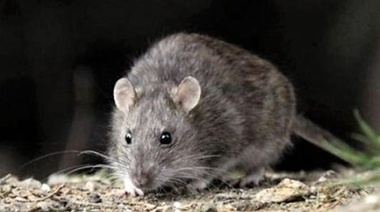 Confirman un caso de hantavirus en Neuquén