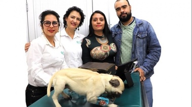 Desarrollan y patentan un modelo biomecatrónico de un perro