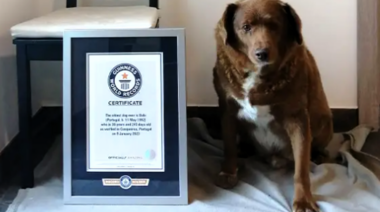 Murió a los 31 años el perro más longevo del mundo