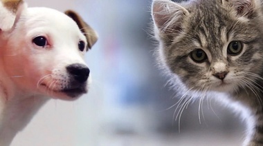 Encuesta exploratoria sobre caninos y felinos en La Plata: Datos preliminares