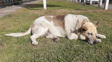 Vacunación oral contra la rabia en perros: Nuevas recomendaciones de Organismos Internacionales