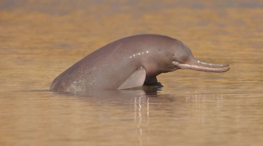 Una esperanza para los delfines de río que están en peligro de extinción