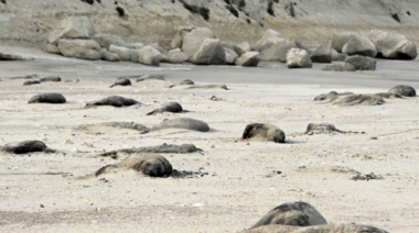 9 de cada 10 crías de elefantes marinos murieron por influenza aviar en la Península Valdés