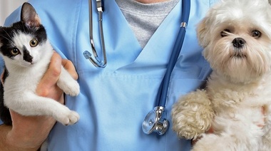 Nuevas directrices para el tratamiento de enfermedades alérgicas de la piel en perros y gatos