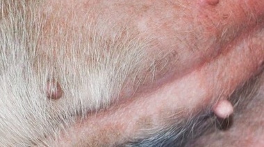 Dermatitis atópica canina: papel de los factores genéticos, ambientales y alérgenos