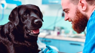 Rabia: claves para prevenir esta zoonosis