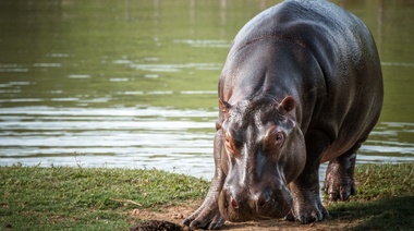 Anuncian el inicio del plan de control de la población de hipopótamos de Pablo Escobar