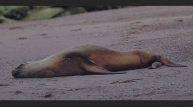 Río Negro: Unos 1.300 lobos marinos murieron desde el inicio de la epidemia de influenza aviar