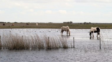 ¿Cómo proteger el bienestar de los animales en zonas inundadas?