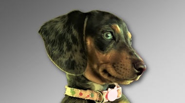 Novedades para tramitar el CVI para viajar con perros y gatos de Argentina al exterior