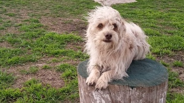 Programa Staff Canino: comienza a funcionar en el Hospital de Alta Complejidad El Cruce