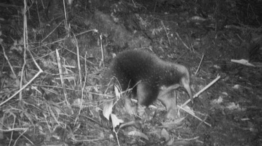 Captan en imágenes un mamífero de la "época de los dinosaurios" que se creía extinto