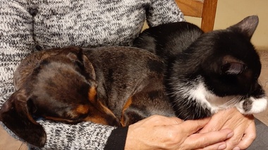 En Uruguay hay casi 3 millones de perros y gatos, pero solo unos 150.000 están identificados