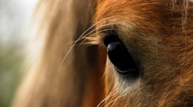 El Senasa dispuso medidas de prevención y vigilancia para determinar la sanidad de los equinos