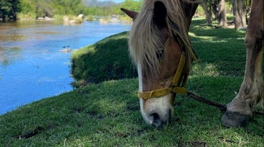 El Senasa declaró la emergencia sanitaria por Encefalomielitis Equinas en todo el país