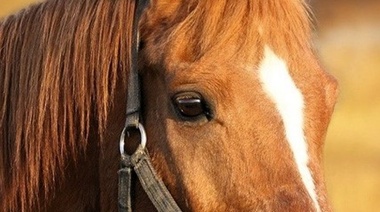 El Senasa actualizó los requisitos para la realización de eventos con equinos