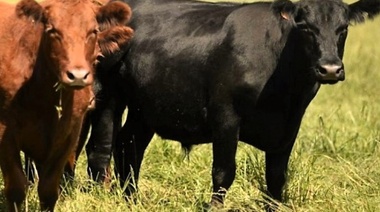 Recomendaciones de manejo para el rodeo bovino ante los excesos hídricos