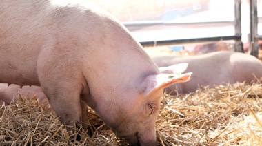 Recomendaciones del Senasa sobre la enfermedad de Aujeszky o pseudorrabia en porcinos