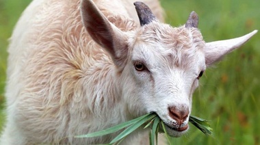 Analizan el impacto de los animales herbívoros sobre la vegetación