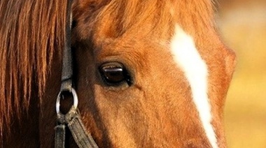 Encefalomielitis equina: ya suman 426 brotes en Argentina