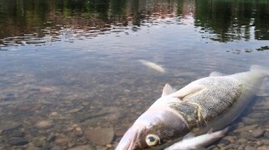 Preocupación por el drástico impacto del cambio climático en los peces de agua dulce
